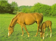 Open Happy Birthday Vintage