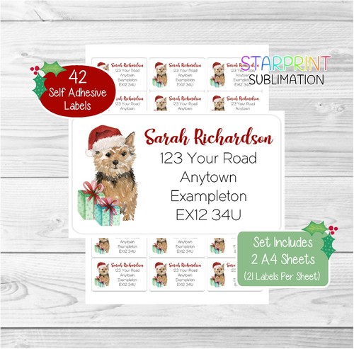 Norwich terrier dog - dog, 42