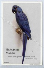 (KLh7337-487) Capern Bird Seed, Cage Birds, Hyacinth Macaw, Unused G-VG