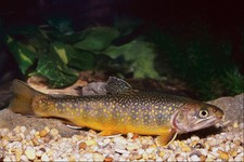 787064 Brook Trout Ontario Canada A4 Photo Print