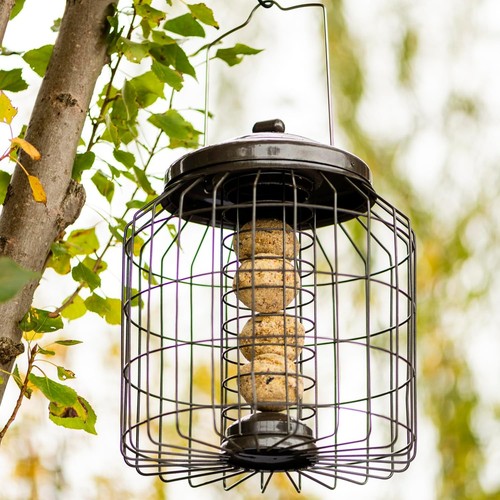 Premium squirrel proof - squirrel, fat