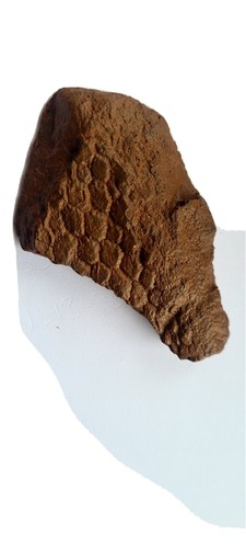 Replica fossil dinosaur skin - ,