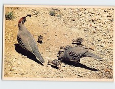 Postcard Gambel Quail Arizona