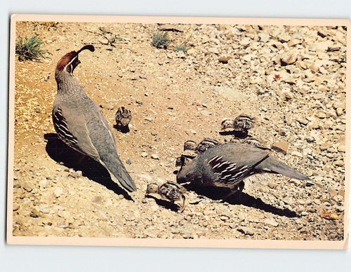 Postcard gambel quail arizona - postcard,