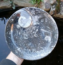 Polished Marble Goniatite Orthoceras Fossil Bowl  Dish- Devonian - Morocco 220mm