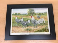 Gift Idea for Breed Poultry