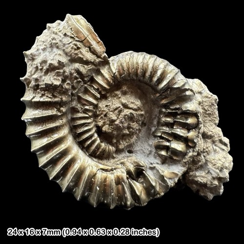 Crucilobiceras golden pyrite - golden,