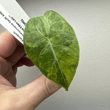 alocasia watsoniana doff