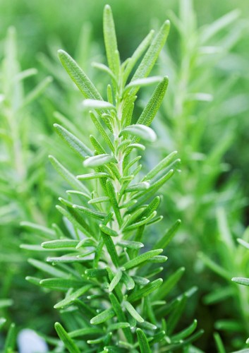 Herb rosemary rosmarinus - herb, (rosmarinus