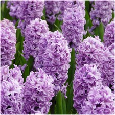Lilac Hyacinth 'Splendid