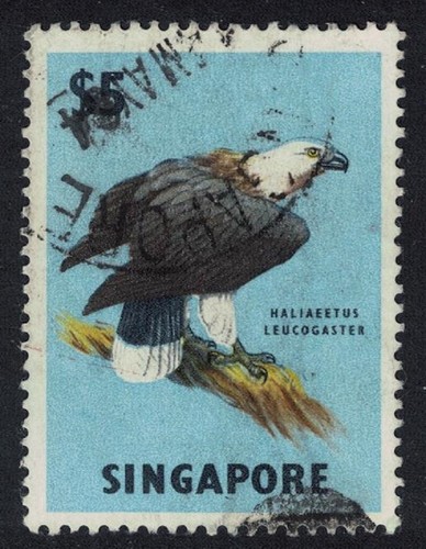 White bellied sea eagle - eagle, bird