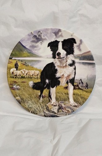 Royal grafton tyke border - tyke,