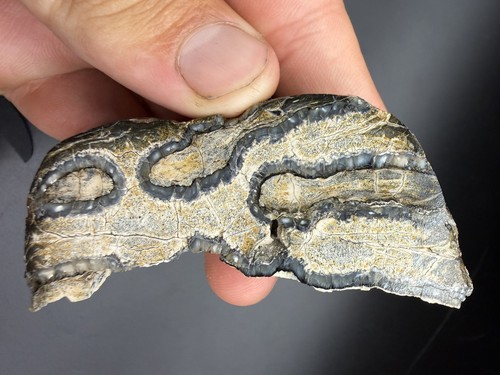 Partial mammal tooth fossil - mammal,