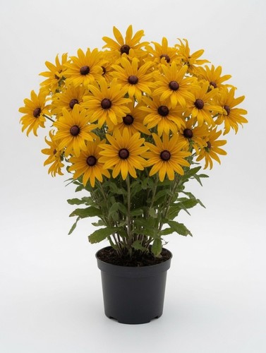Rudbeckia plant 70cm - rudbeckia,