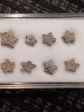 Crinoid Stars, Jurassic, Morocco ( Fairy Stars )