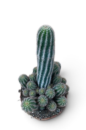 Chamaelobivia paolina cactus - chamaelobivia,