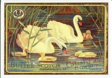 Swans Butterscotch Tin Callard