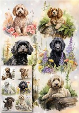 Doodle / Cockapoo Dog Wrapping