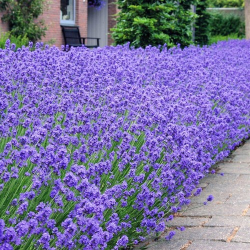 Lavender hidcote lavandula - 'hidcote',