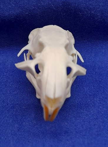 Genuine rat skull - rat,