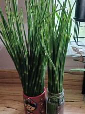 50 Stalks of 12" HORSETAIL