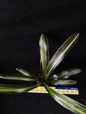 Clivia miniata Central Variegation 5 Year Old. UK National Collection holders