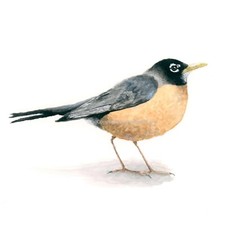 Robin Hand-Painted Watercolor