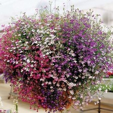 TRAILING LOBELIA CASCADE MIX /