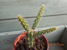 Aporocactus malisonii in a 3"
