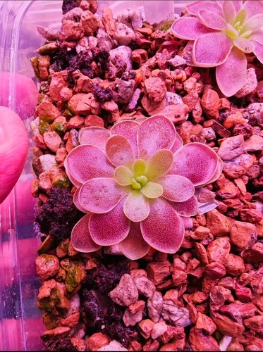 Pinguicula crimson knight - pinguicula, knight'