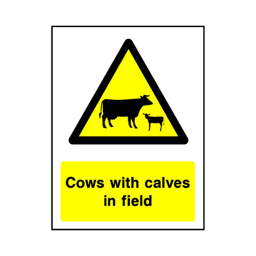 Cows with calves field - in,