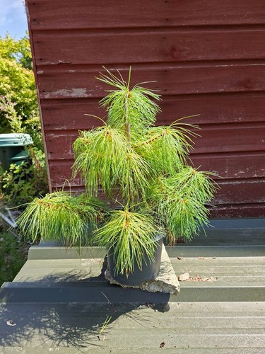Pinus strobus eastern - eastern, white