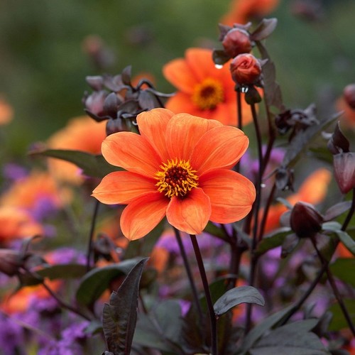 Bishop oxford orange - bishop,