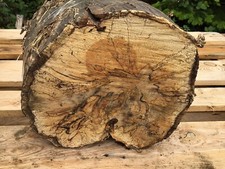 Hornbeam,spalted