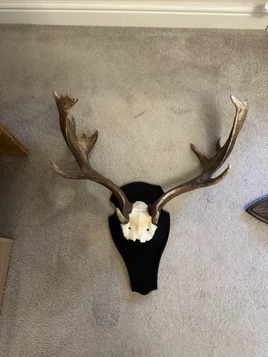 Wild fallow deer - fallow, stag