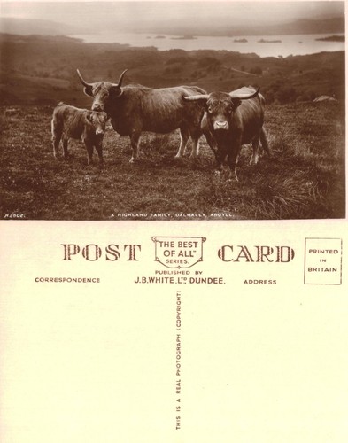 Vintage postcard highland - vintage,
