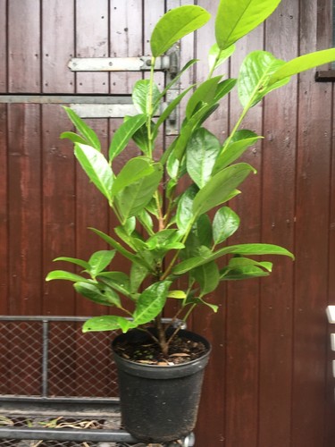 Laurel evergreen plant - laurel, instant