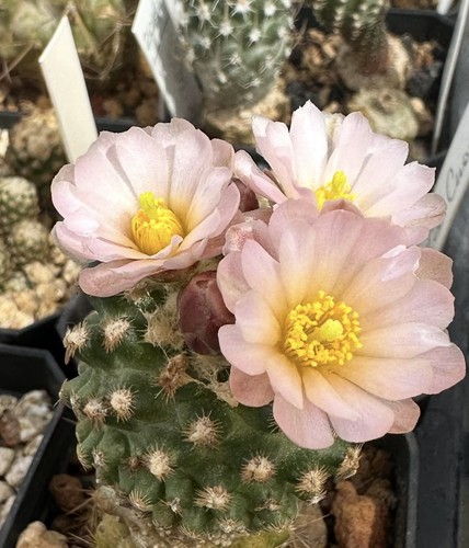 Seeds pediocactus - 12,