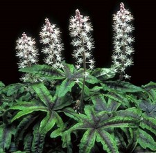 Tiarella Iron Butterfly 5 Pack