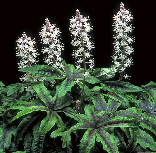 Tiarella iron butterfly pack - 3,