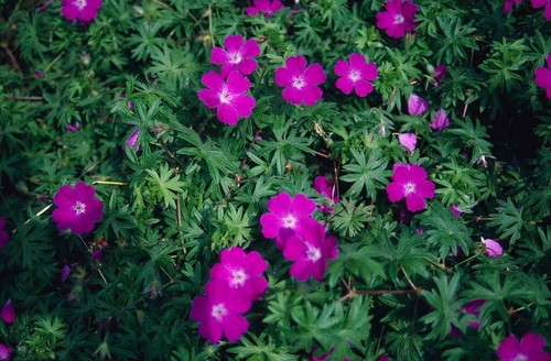 Geranium sanguineum bloody - sanguineum, (bloody