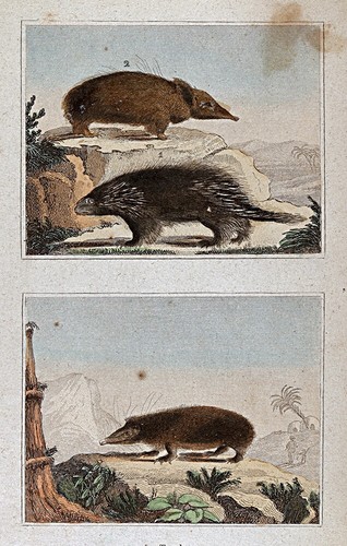1844 buffon print tailless - print,