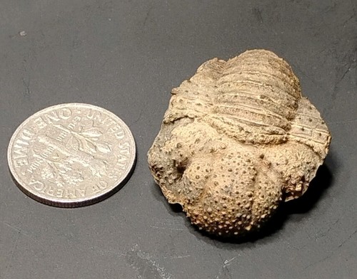 Bolivia lichid rare - lichid,