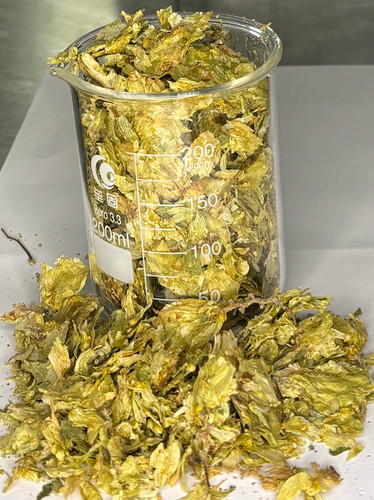 Brewing hops whole cone and - hops,