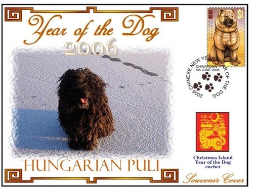 Hungarian puli year of - puli,