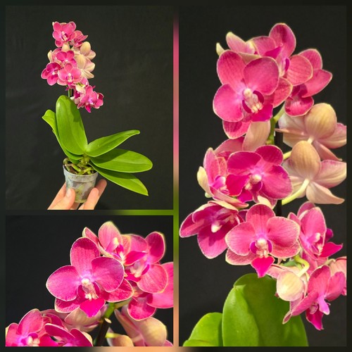 Mini phalaenopsis red 1 - red,,