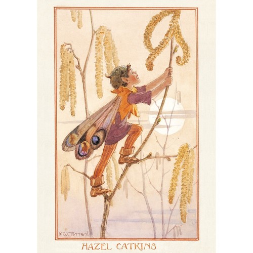 Tarrant hazel catkins - tarrant,
