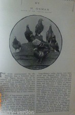 Racing pigeon homing - racing,