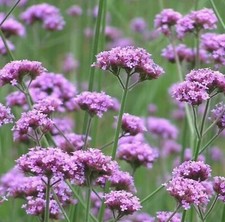 REDUCED 7x 9cm pots of   well established multiple Verbena Bonariensis plants .