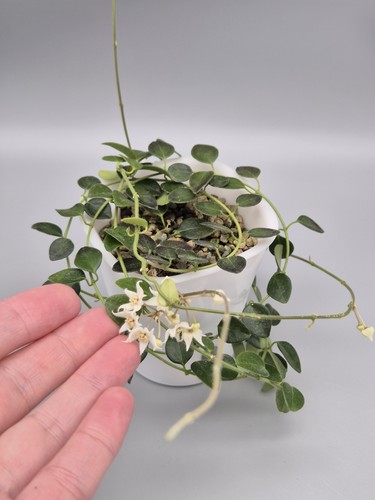 Rare hoya papua - sp.,